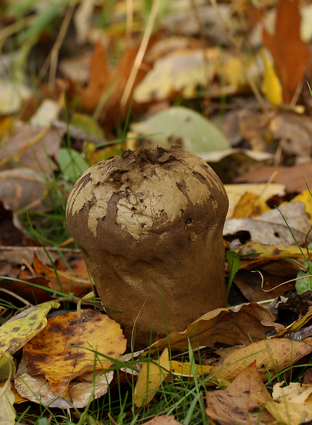 PEERVORMIGE STUIFZWAM