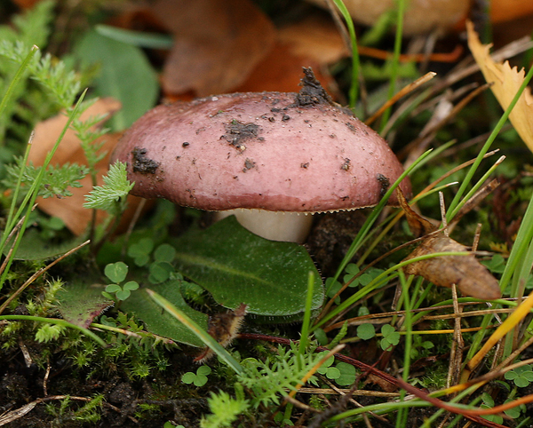 RUSSULA SPECIES