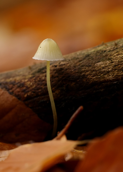 GRASKLEEFSTEELMYCENA
