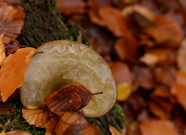 GROENE SCHELPZWAM