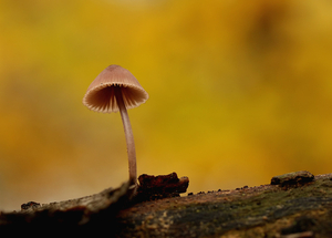 GROTE BLOEDSTEELMYCENA