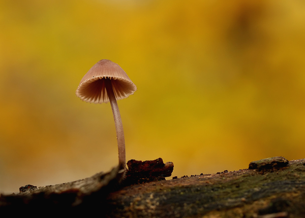 GROTE BLOEDSTEELMYCENA
