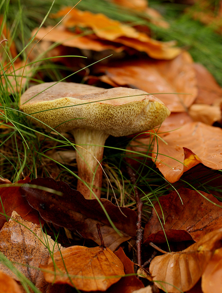 ROODSTELIGE FLUWEELBOLEET