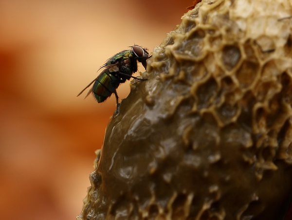 VLIEG SPECIES OP GROTE STINKZWAM