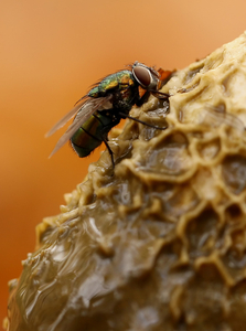 VLIEG SPECIES OP GROTE STINKTZWAM