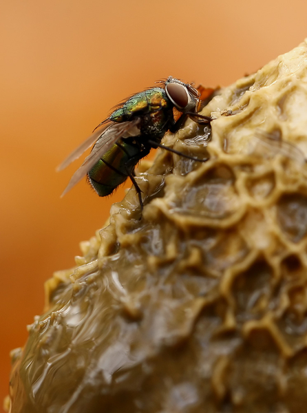 VLIEG SPECIES OP GROTE STINKTZWAM