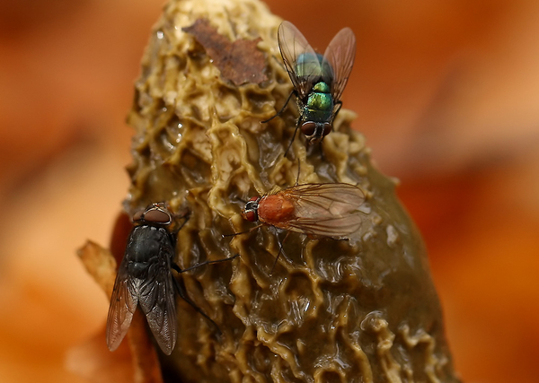 VLIEGEN SPECIES OP GROTE STINKZWAM