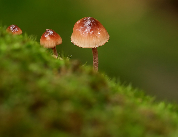 GROTE BLOEDSTEELMYCENA