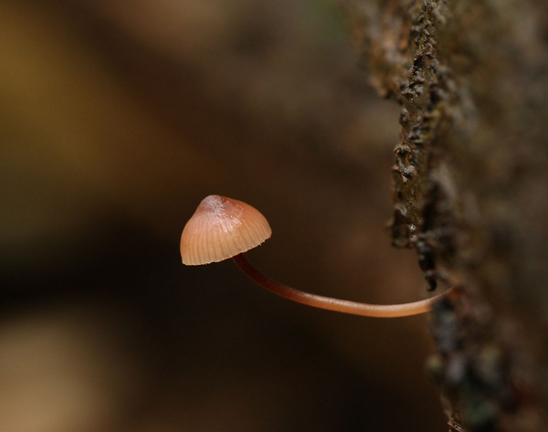GROTE BLOEDSTEELMYCENA