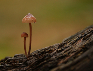 GROTE BLOEDSTEELMYCENA