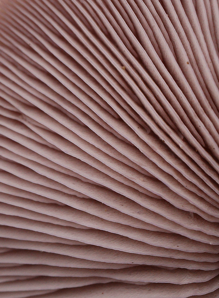 PAARSE SCHIJNRIDDERZWAM