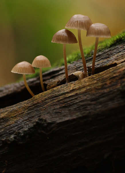 MYCENA SPECIES