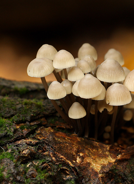 MYCENA SPECIES