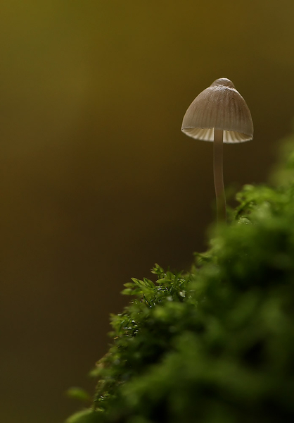 MYCENA SPECIES