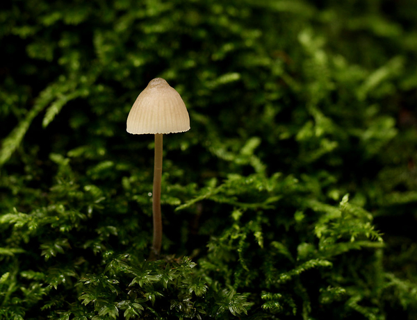 MYCENA SPECIES