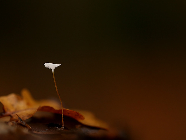 TENGERE BEUKENTAAILING