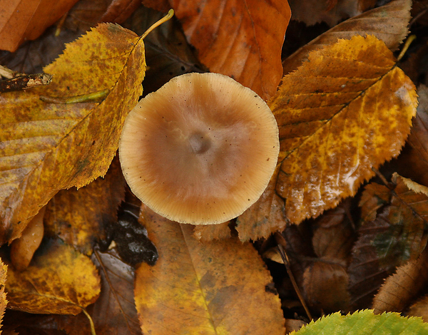 GEWONE BOTERCOLLYBIA