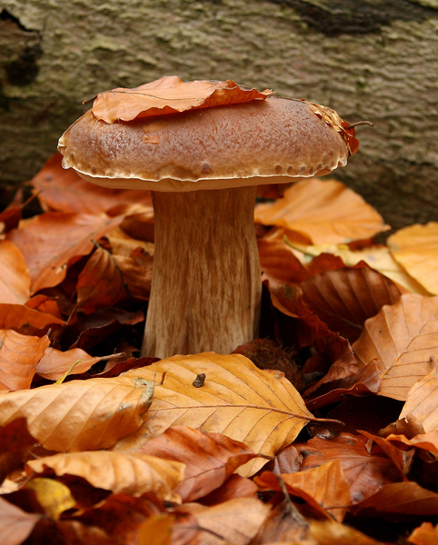 GEWOON EEKHOORNTJESBROOD