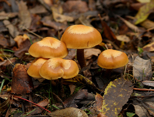 GEWOON STOBBENZWAMMETJE