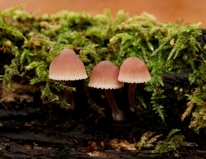 GROTE BLOEDSTEELMYCENA