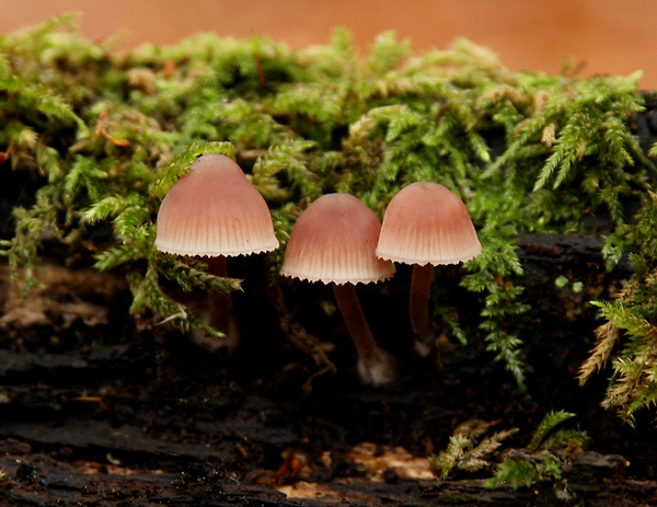 GROTE BLOEDSTEELMYCENA