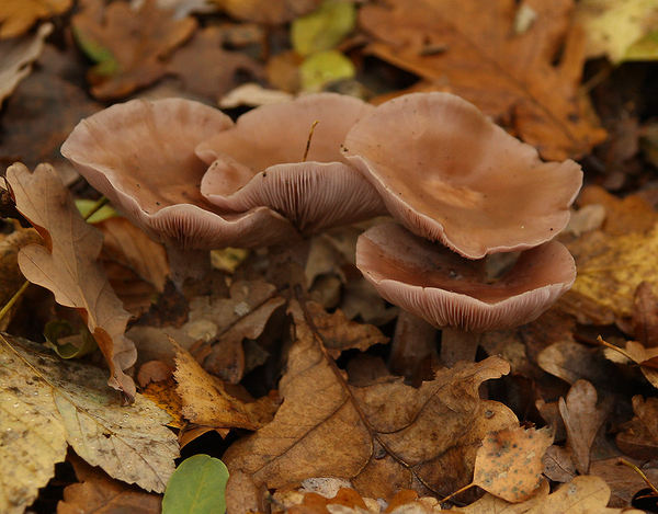 PAARSE SCHIJNRIDDERZWAM