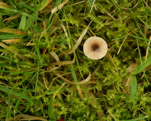 PAARSHARTTRECHTERTJE