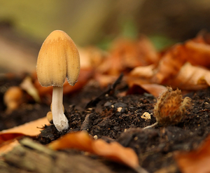 GLIMMERINKTZWAM SPECIES