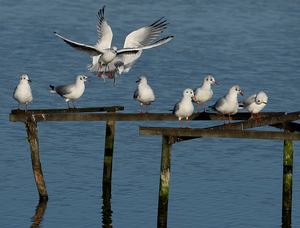 KOKMEEUW & STORMMEEUW
