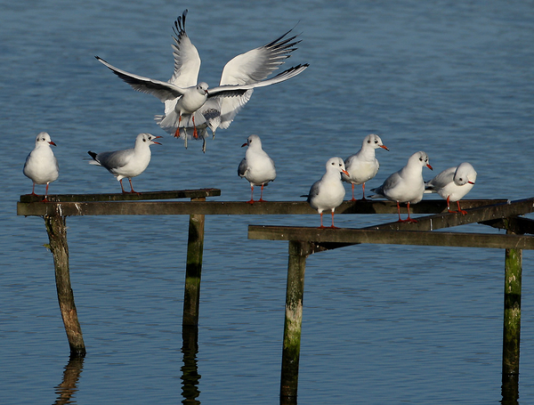 KOKMEEUW & STORMMEEUW