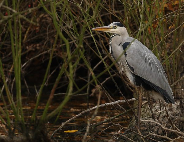 BLAUWE REIGER