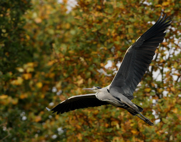 BLAUWE REIGER