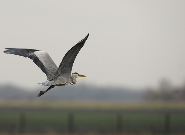 BLAUWE REIGER