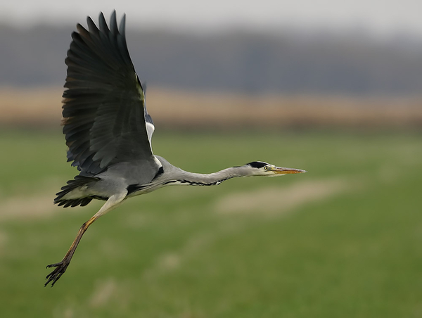 BLAUWE REIGER