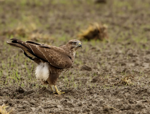 BUIZERD