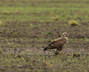 BUIZERD