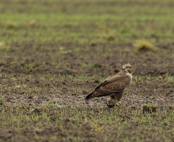 BUIZERD