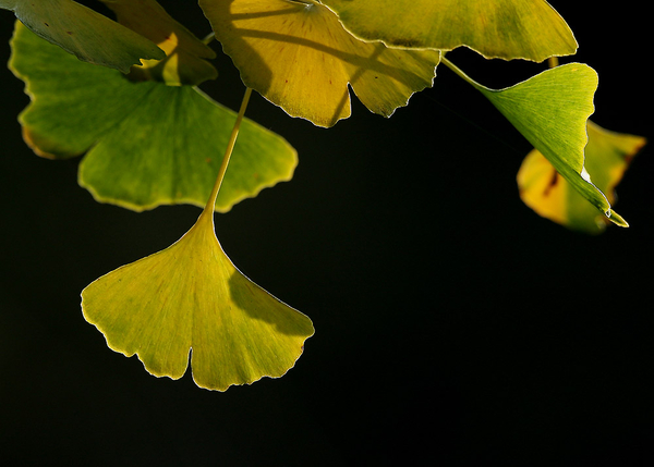 GINKGO