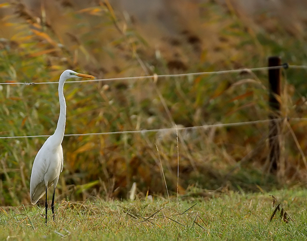 GROTE ZILVERREIGER