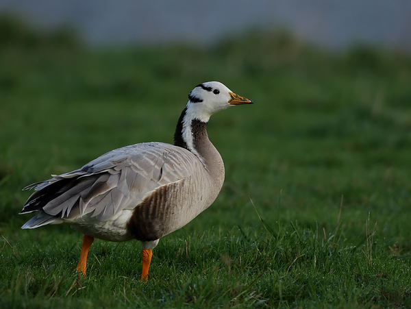 INDISCHE GANS