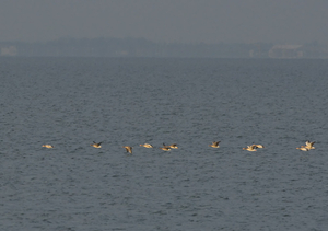 KLEINE RIETGANS & GRAUWE GANS