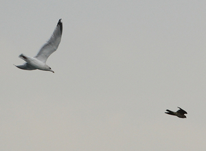 SMELLEKEN & ZILVERMEEUW