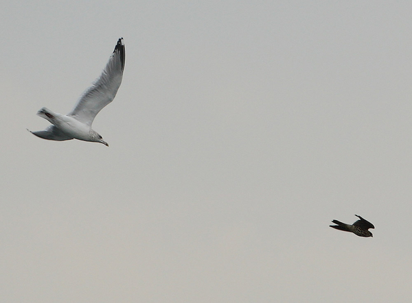 SMELLEKEN & ZILVERMEEUW