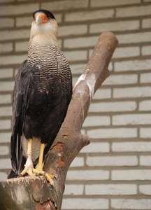 Zoo 2009 044