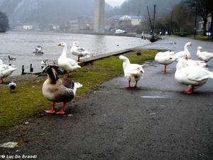 2010_02_07 Dinant 44 Meuse