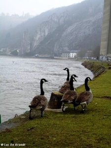 2010_02_07 Dinant 45 Meuse