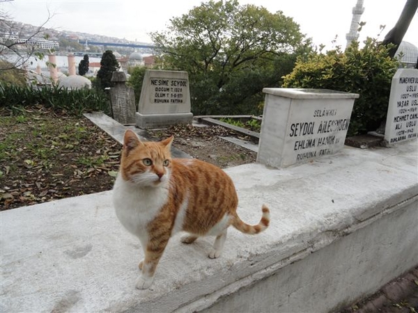 Istanboel Istanbul Turkije Turquie Turkey