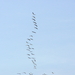 cbc08802_822878