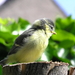 zomer 025
