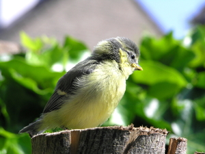 zomer 025